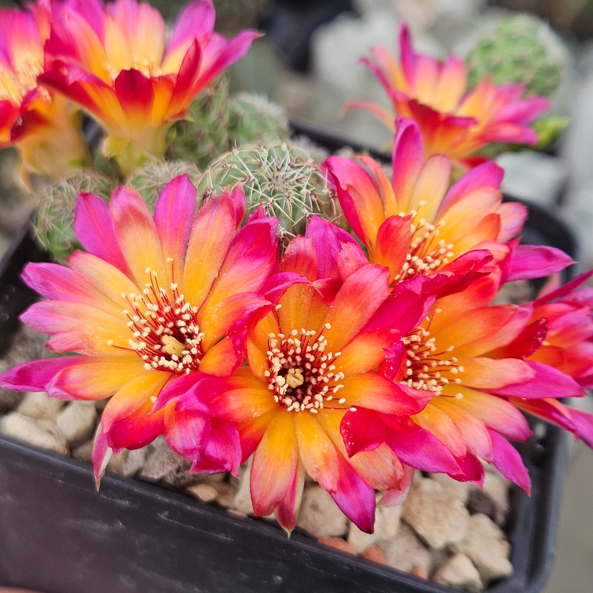 Sulcorebutia